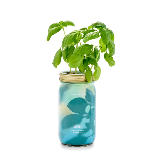 Modern Sprout basil herb jar kit with lush green basil plant growing hydroponically in a blue jar