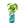 Modern Sprout basil herb jar kit with lush green basil plant growing hydroponically in a blue jar