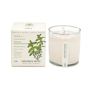Candle: Crushed Mint, Plant the Box Collection